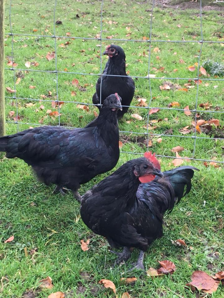 Black youngster group