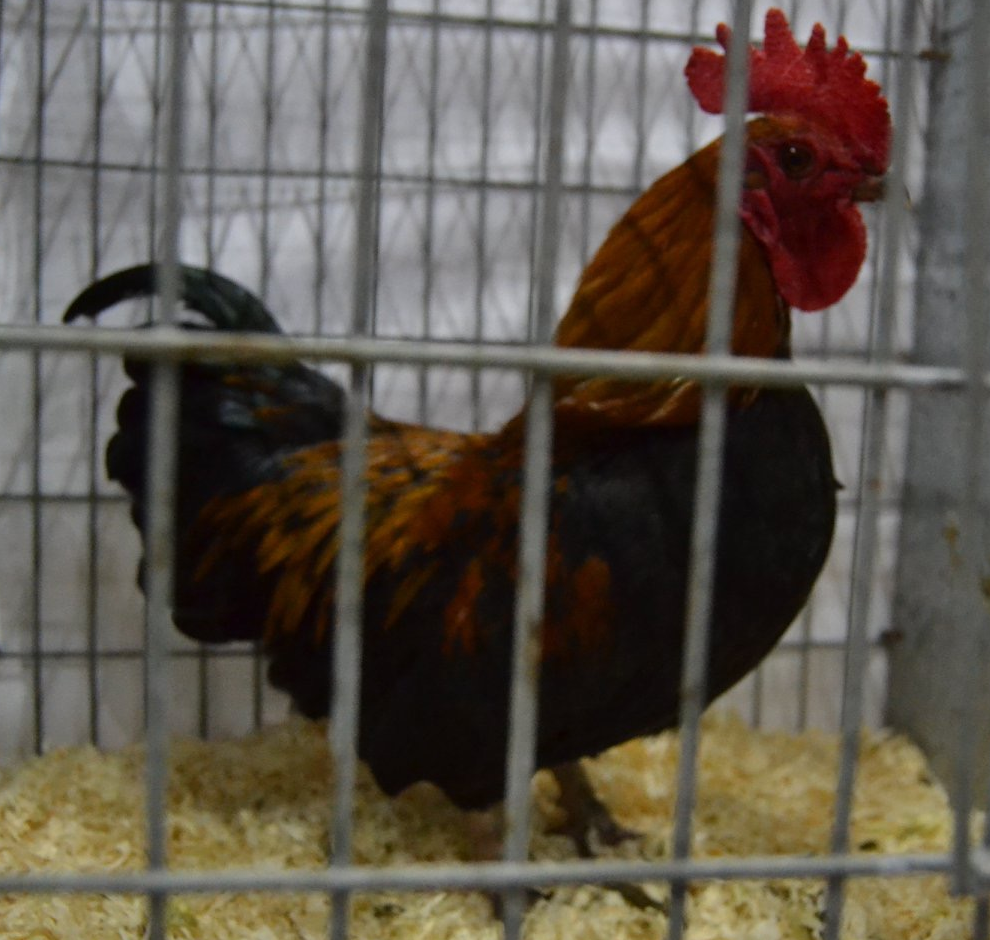 Brown-Red cock
