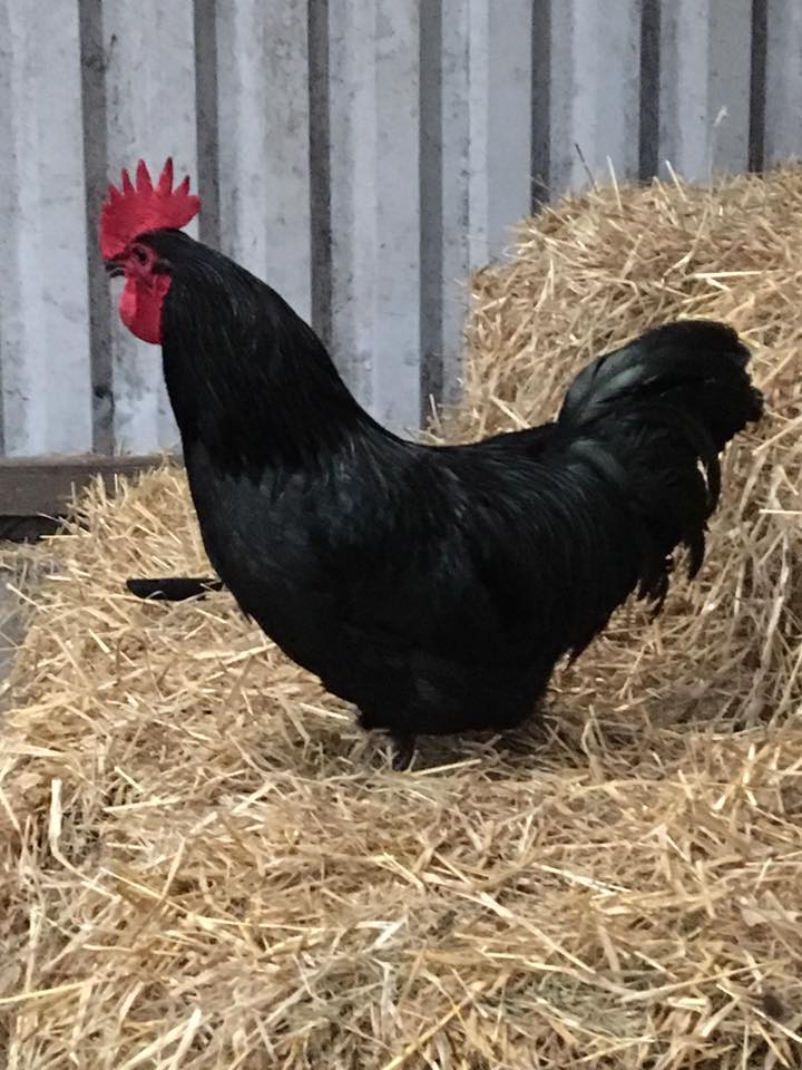 Large black male in barn