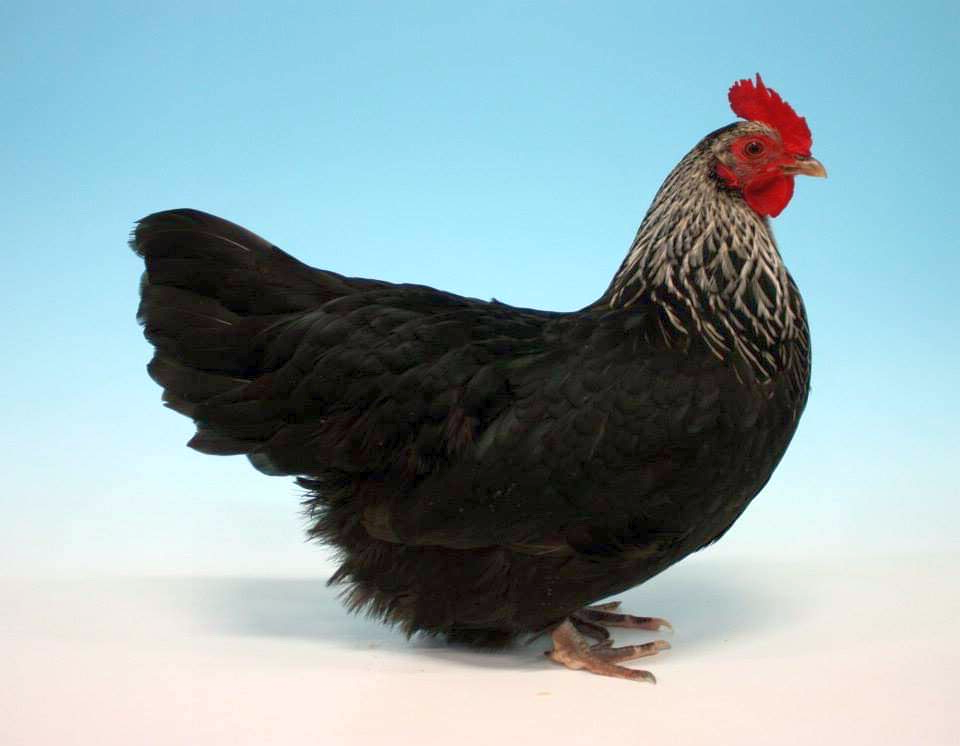 Bantam Birchen hen