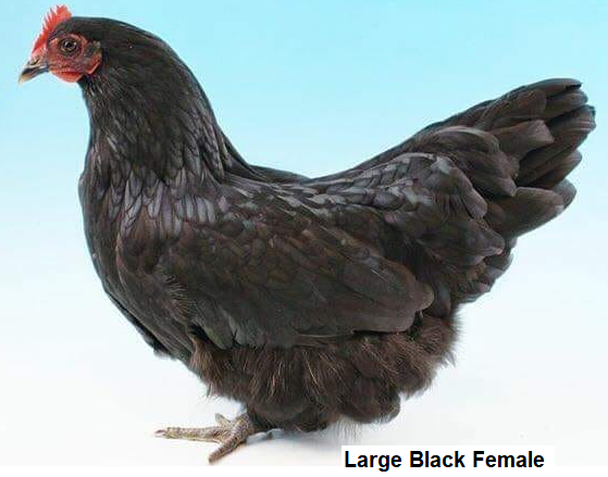 Large Black Female